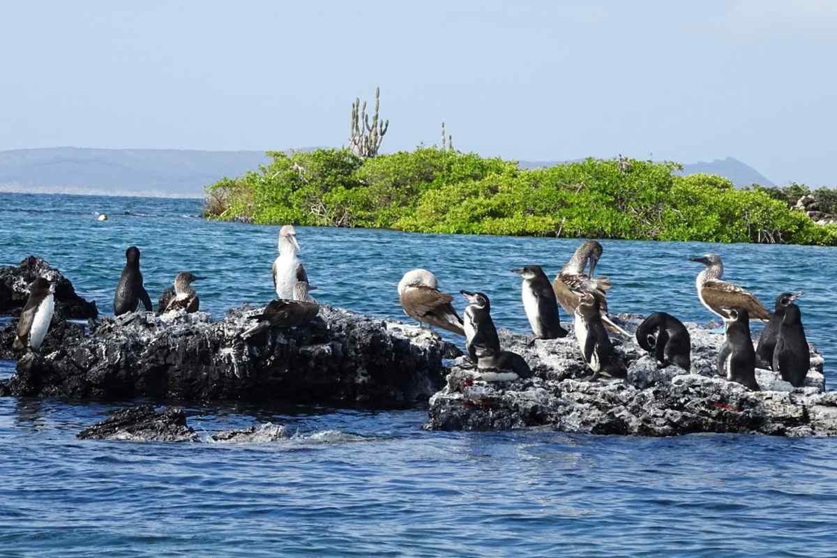 Galapagos aviaria