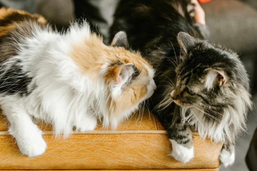 Gatti maine coon interagiscono fra loro