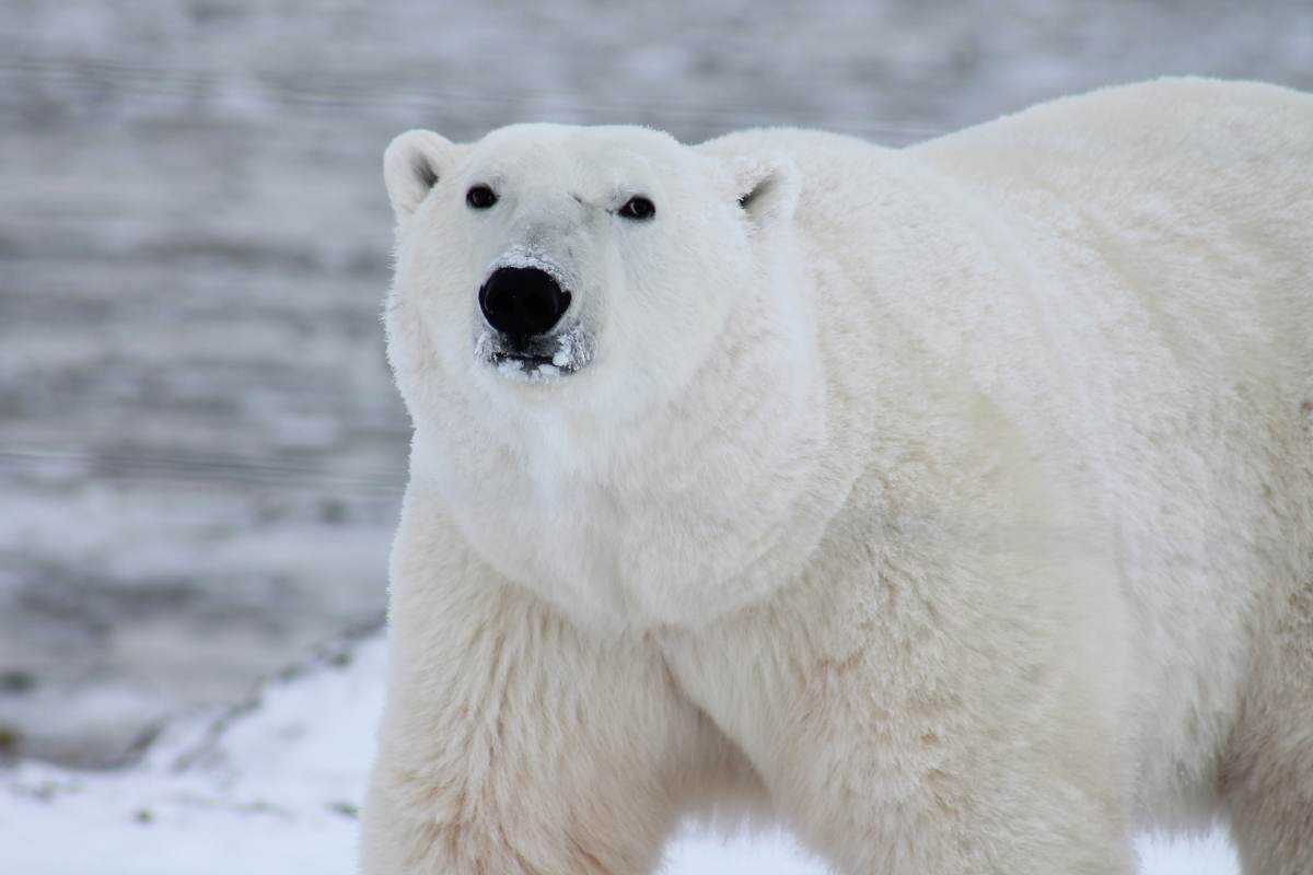 Orso polare cambiamento climatico