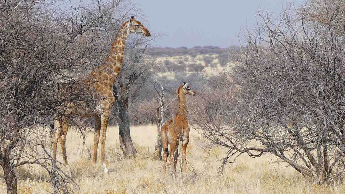 giraffa senza macchie namibia