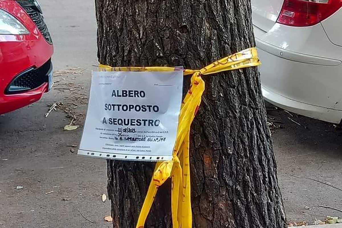 albero sequestrato roma