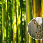 bambù nero fioritura