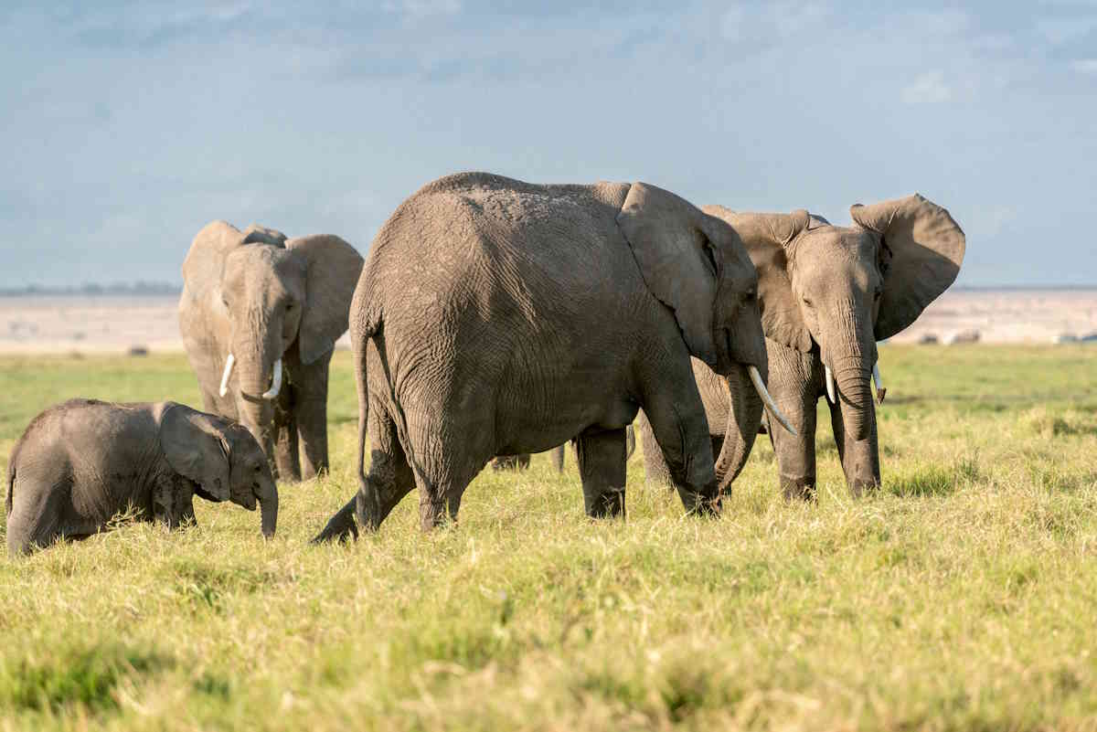 elefanti africani