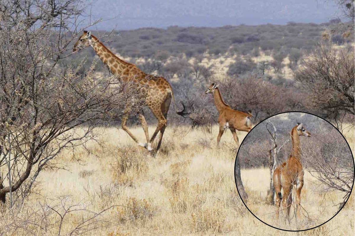 giraffa Namibia