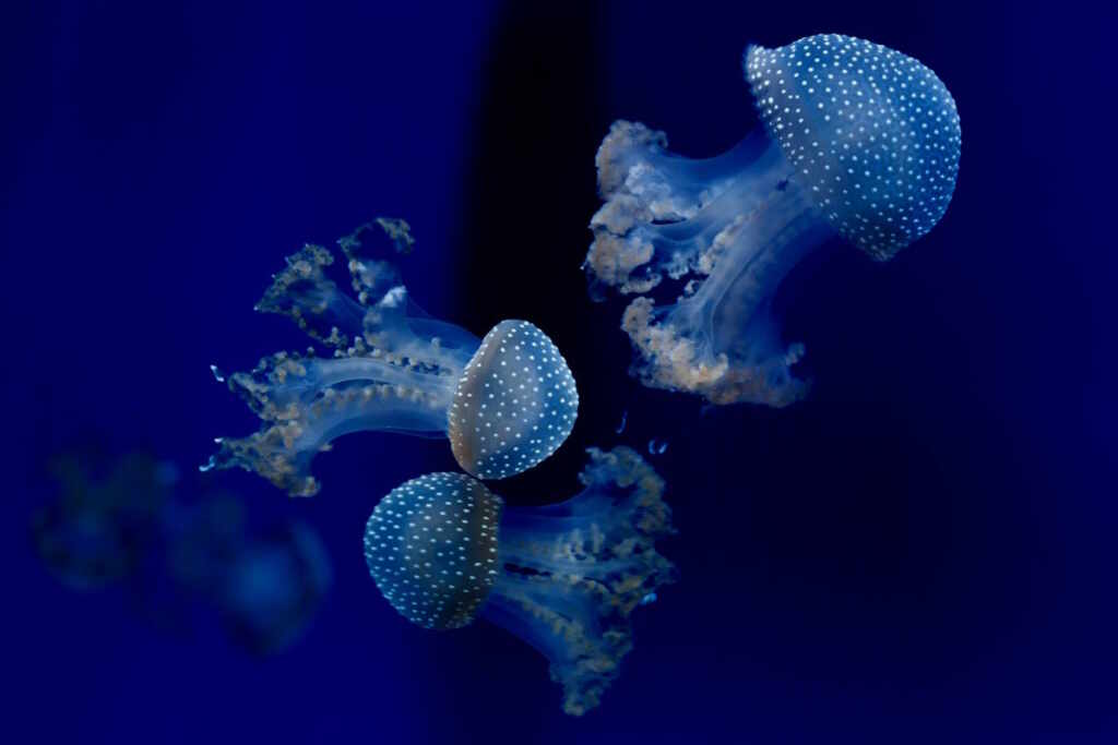 medusa a pois