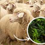 pecore cannabis