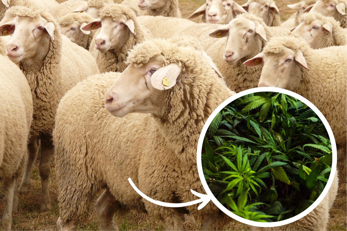 pecore cannabis
