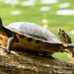 tartarughe testuggine di fiume