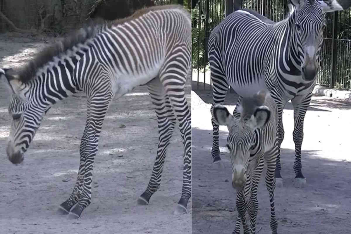 zebra Grevy