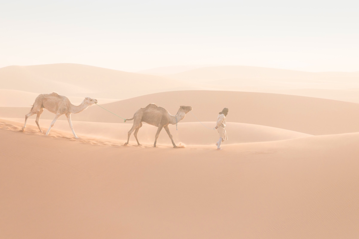 incisioni rupestri cammelli arabia saudita