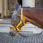 cavallo botticelle roma