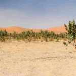 desertificazione