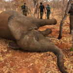 moria elefanti