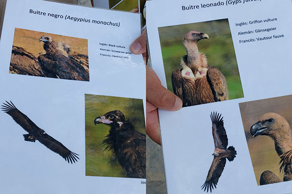 grifone avvoltoio Parco nazionale Monfragüe