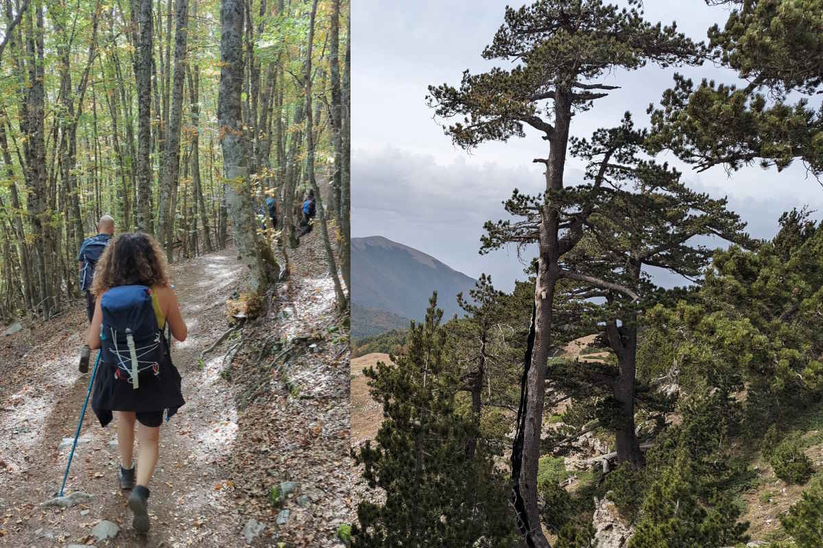 Trekking sul Pollino: 2 itinerari per camminare tra gli alberi monumentali del parco nazionale più grande d