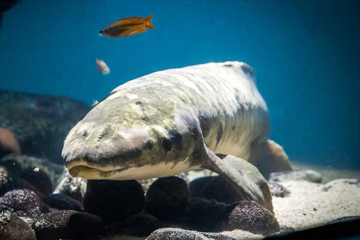 pesce più vecchio del mondo 100 anni acqaurio