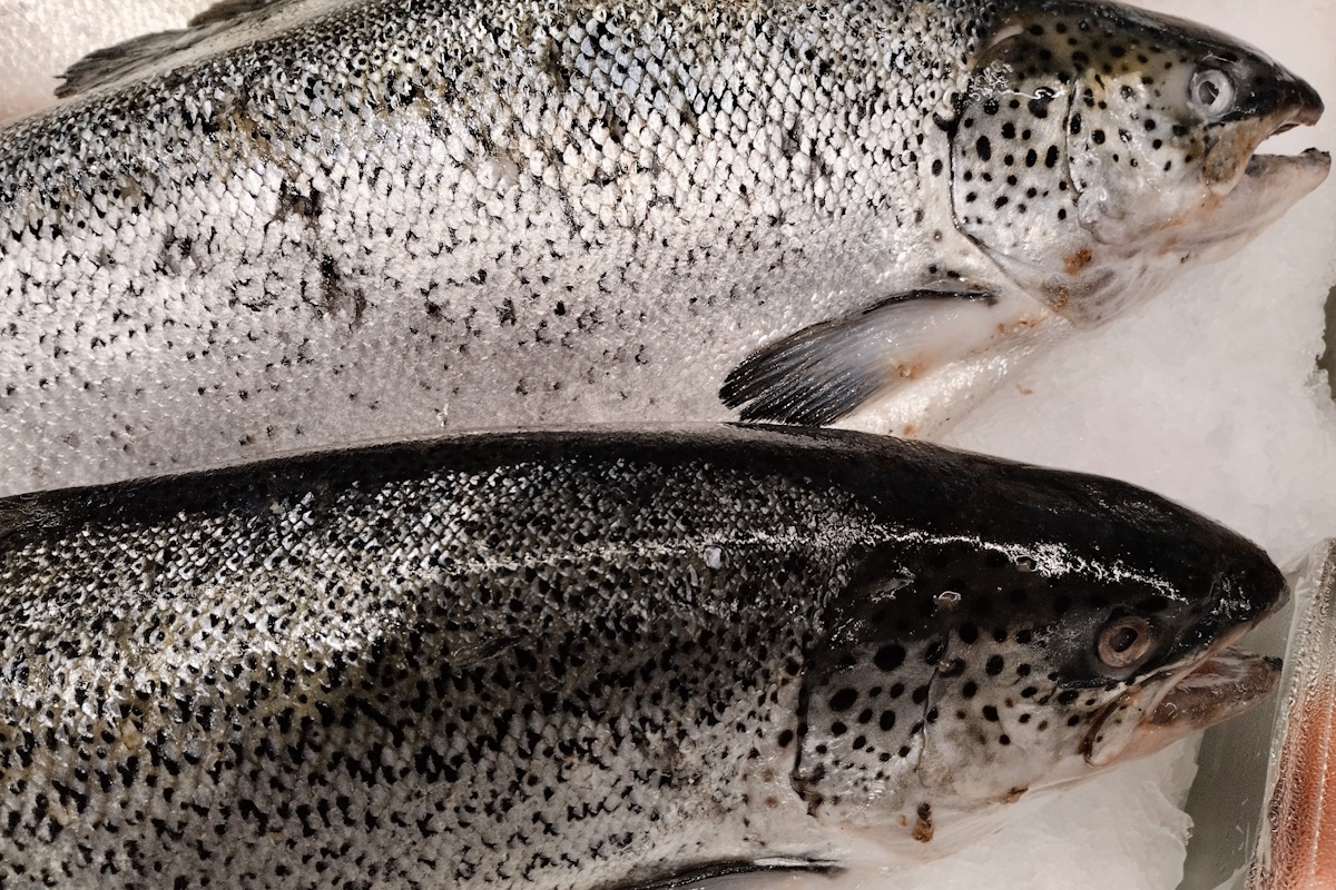 fuga salmoni islanda disastro ambientale