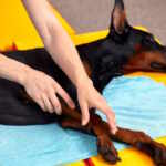 scuola massaggiatori per cani lezioni gratuite