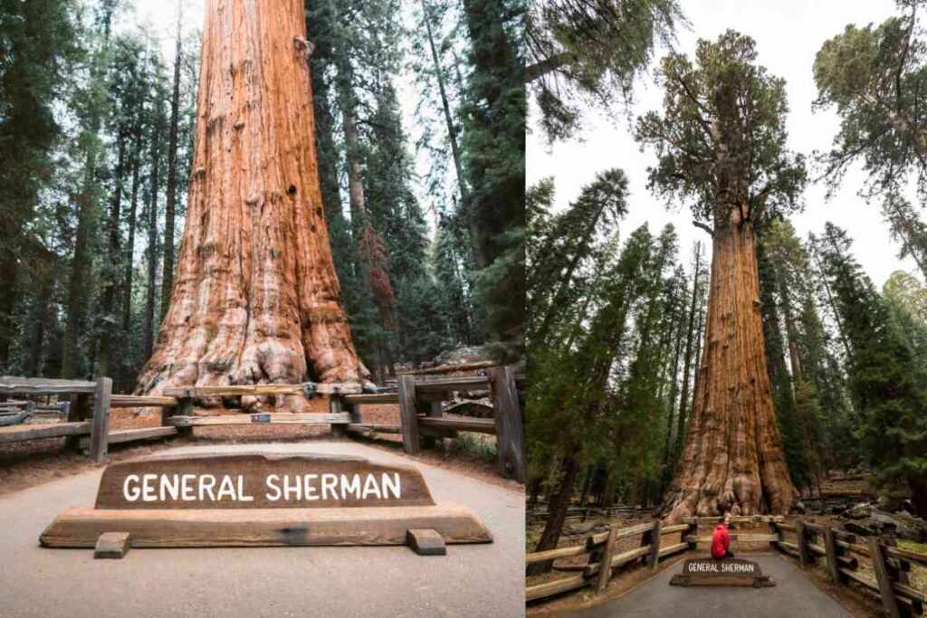 Generale Sherman sequoia