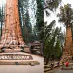 Generale Sherman sequoia