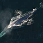 Balenottere azzurre Oceano Indiano