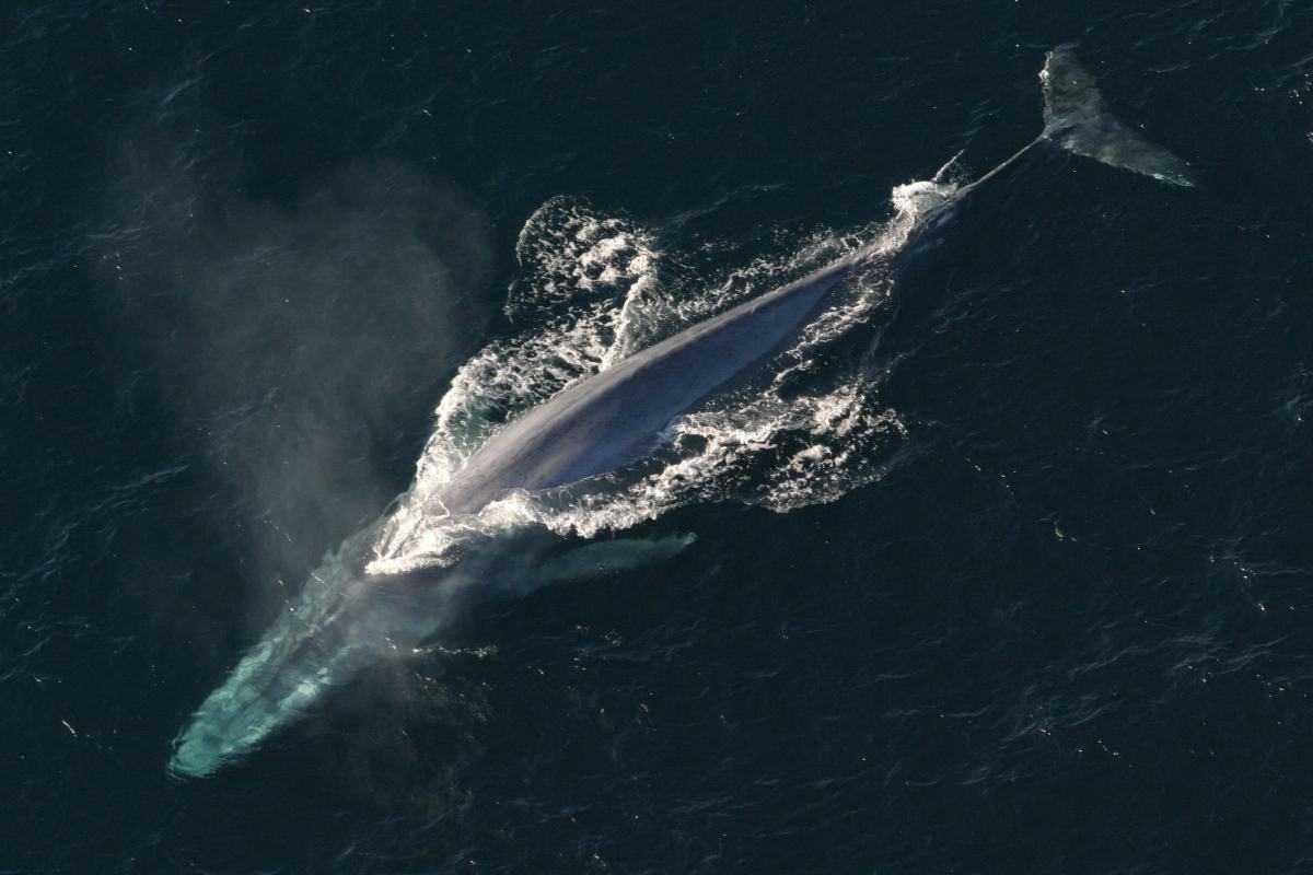 Balenottere azzurre Oceano Indiano