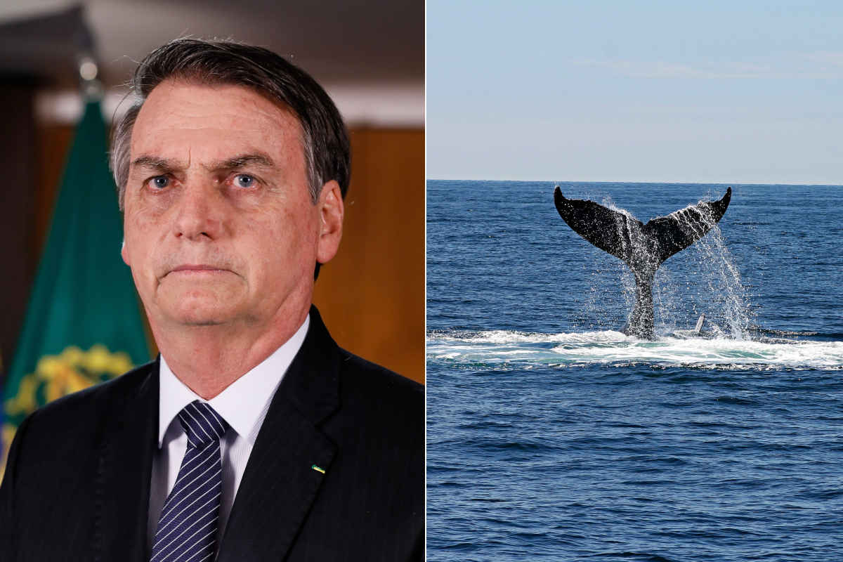 Bolsonaro balena