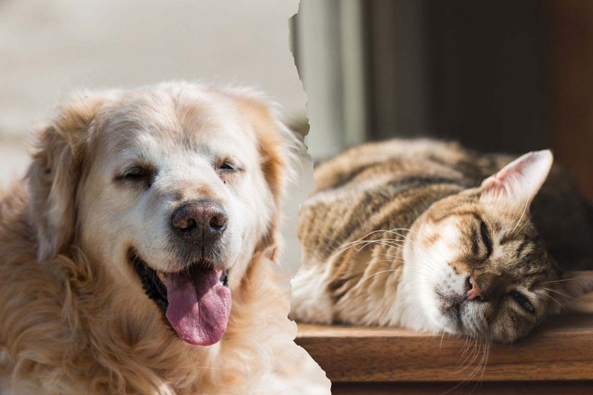 Perché adottare un cane o un gatto anziano è la scelta migliore che tu possa fare  --- (Fonte immagine: https://www.greenme.it/wp-content/uploads/2023/11/animali-anziani.jpg)