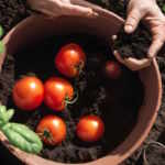 coltivare i pomodori