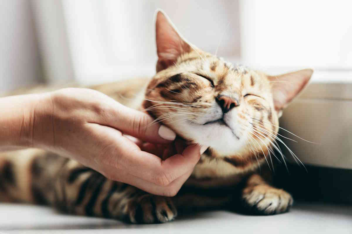 Come accarezzare il gatto per renderlo davvero felice?  --- (Fonte immagine: https://www.greenme.it/wp-content/uploads/2023/11/gatto-carezze.jpg)