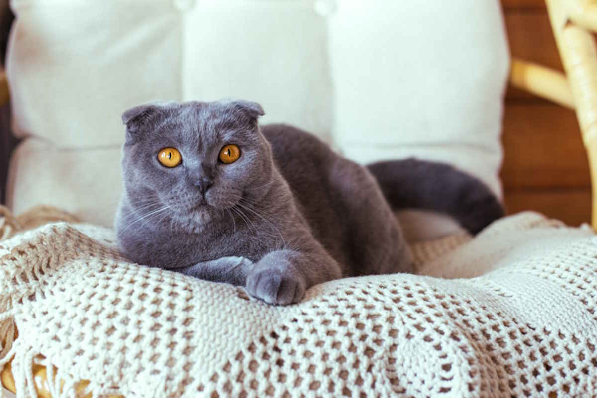 Scottish Fold: Everything you need to know about the short-eared cat