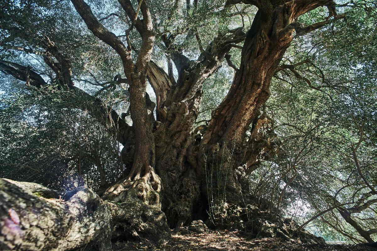 olivastro sardo di luras italian tree 2023