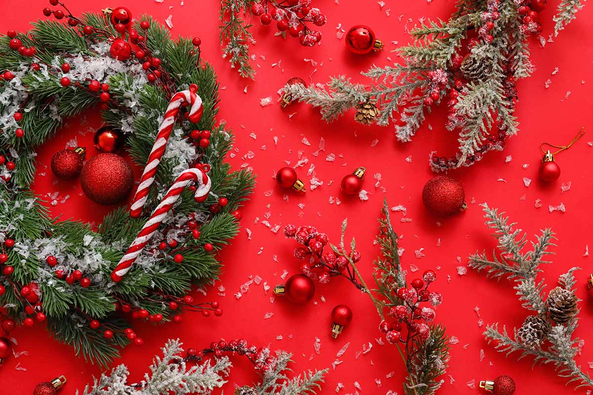 Sai perché il rosso è il colore del Natale? Scopri le sue misteriose origini e il suo significato simbolico  --- (Fonte immagine: https://www.greenme.it/wp-content/uploads/2023/11/rosso-colore-natale.jpg)