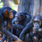 scimpanzè sopravvivono dopo menopausa
