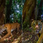 tigre malesia