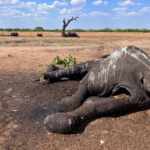 Elefanti crisi climatica