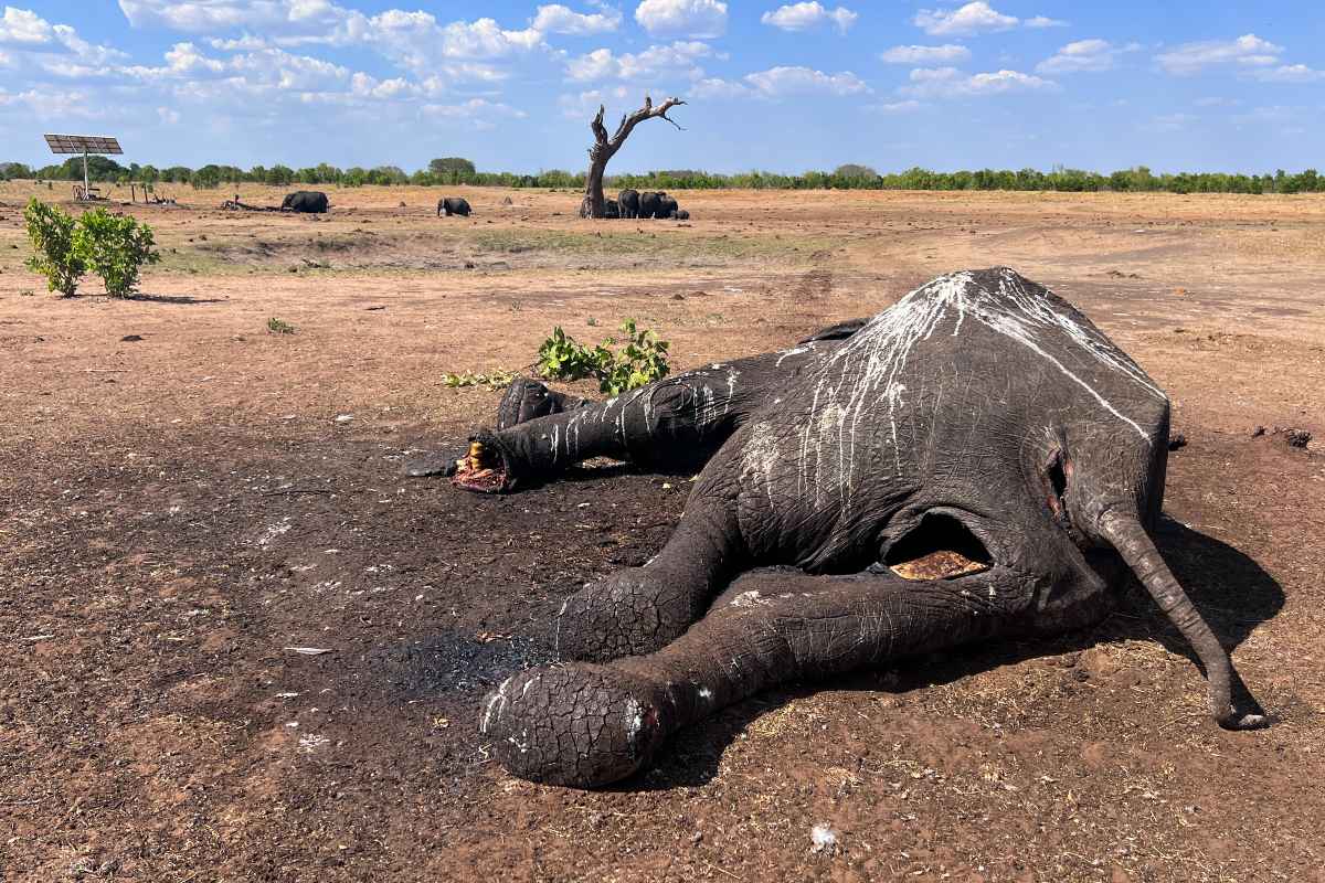 Elefanti crisi climatica