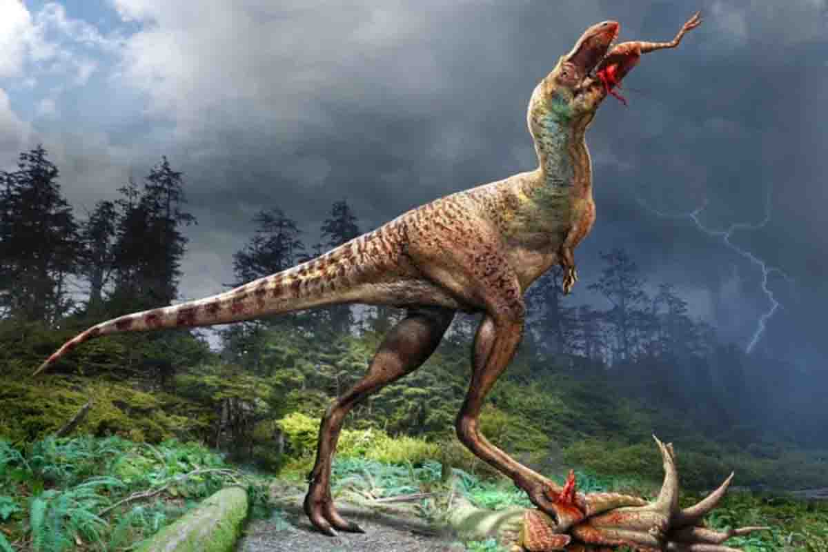 Gorgosaurus libratus tirannosauro pasto