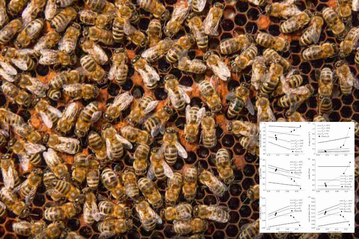 Le api provano dolore nelle arnie create dall'uomo? Per la prima volta,  studio dimostra che una pratica, in particolare, fa soffrire gli  impollinatori - greenMe