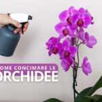 concimare orchidee