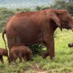 elefantine gemelle Kenya