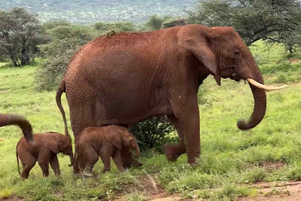 elefantine gemelle Kenya