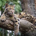 leopardo nebuloso