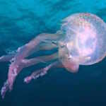 medusa Pelagia noctiluca