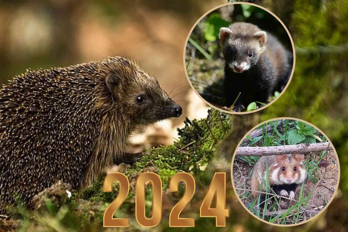 animali 2024