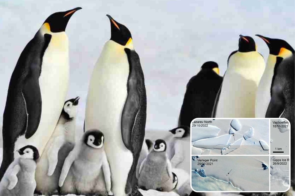 colonie pinguini