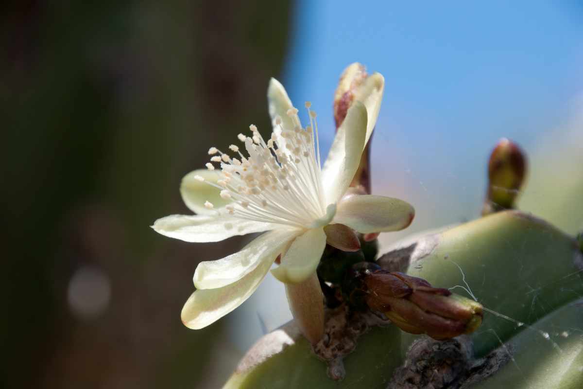 fiore del myrtillocactus