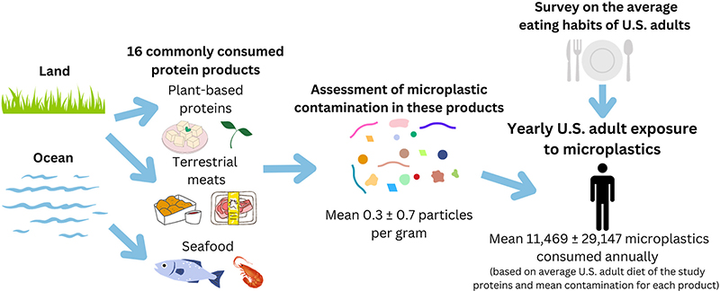 microplastiche proteine studio