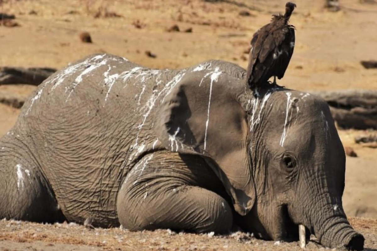 moria elefanti zimbabwe