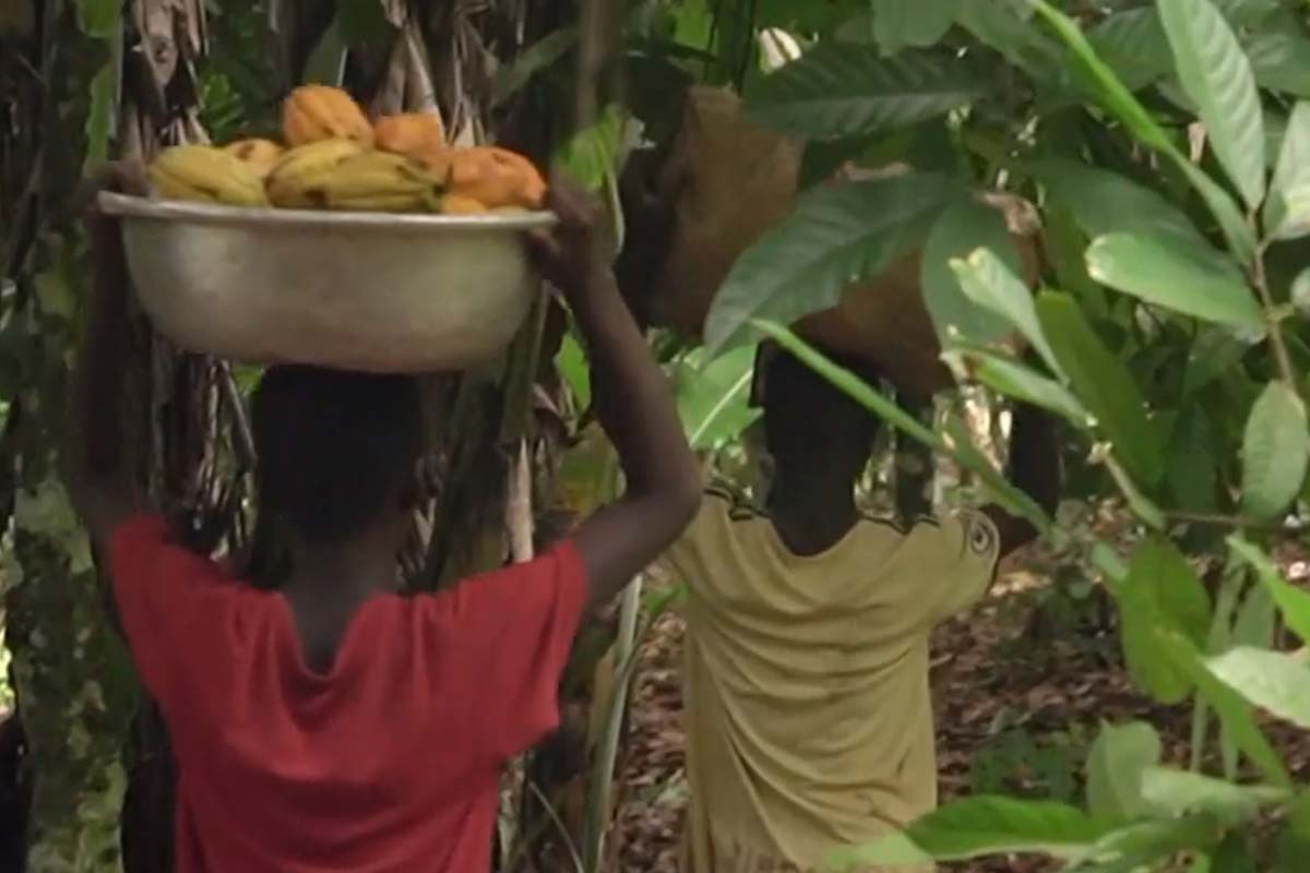 piantagioni cacao bambini Ghana